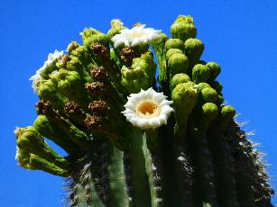 wAZT-2016 day8-5  Saguaro flower.jpg (273812 bytes)
